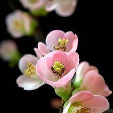 Схема вышивки «нежные цветочки»