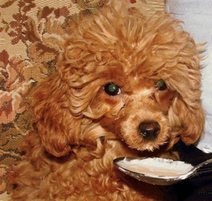 Тимми - собака, животные, пудель - предпросмотр