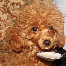 Схема вышивки «Тимми»