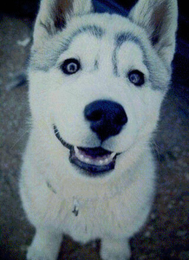 щенок - улыбчивый, милый, щенок, красавчик - предпросмотр