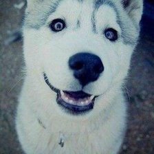 Схема вышивки «щенок»