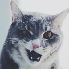 Схема вышивки «Дерзкий кот»