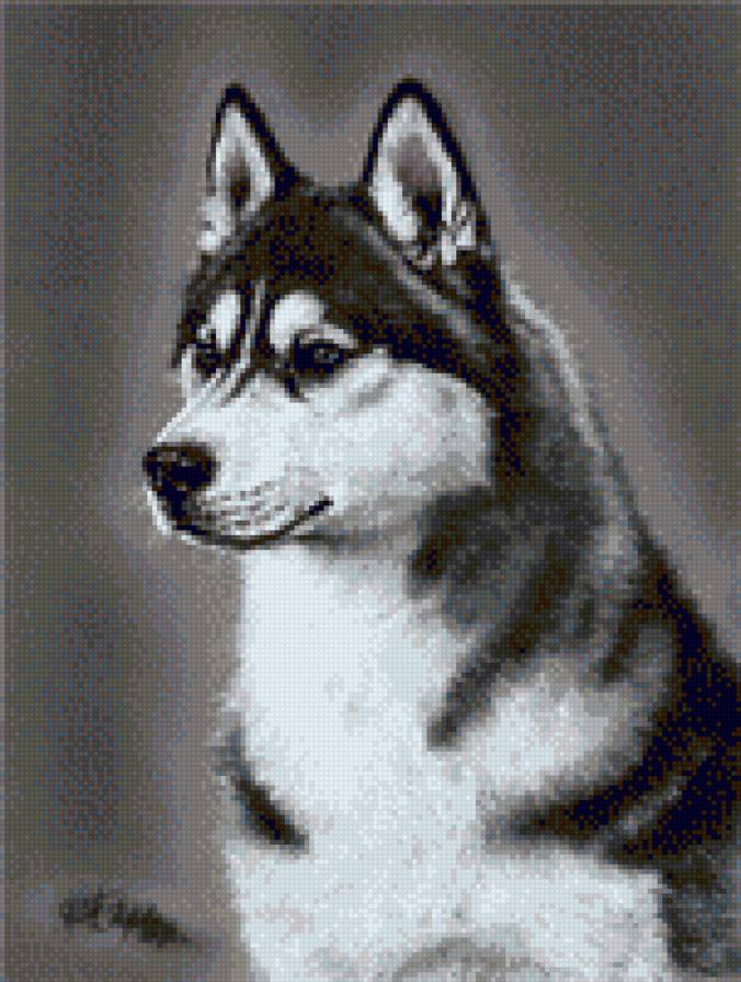 ХАСКИ - предпросмотр