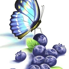 Бабочки и черника