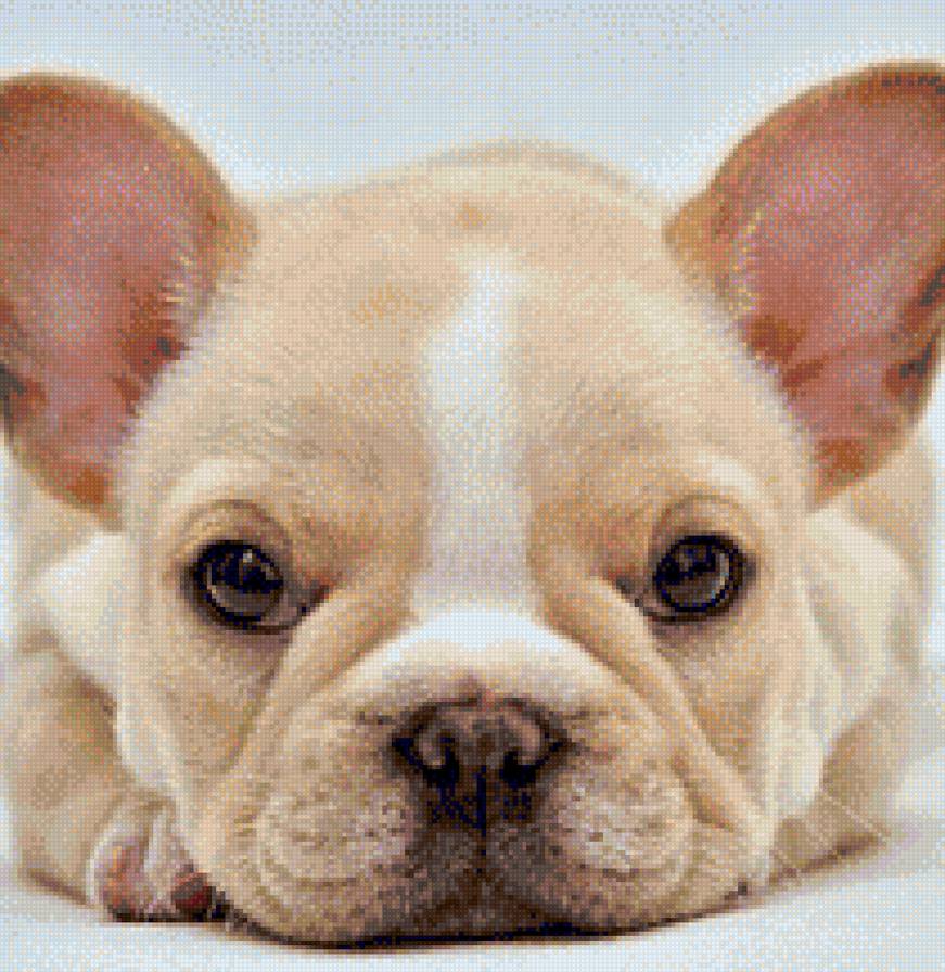 собака - собака - предпросмотр