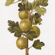 Схема вышивки «Крыжовник»