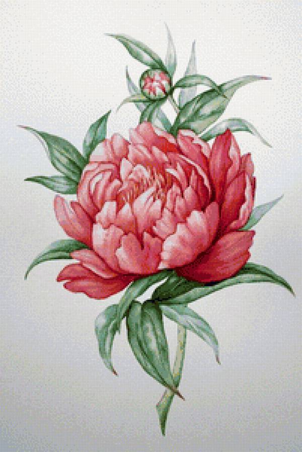 Нежный пион - цветы, букет, пионы - предпросмотр