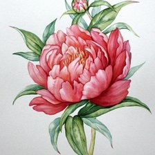 Схема вышивки «Нежный пион»