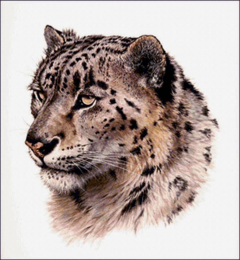 Барс - дикие кошки, хищник, животные, барс - предпросмотр