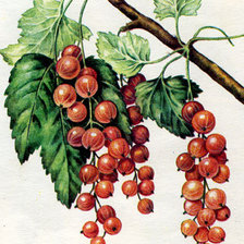 Схема вышивки «Смородина»