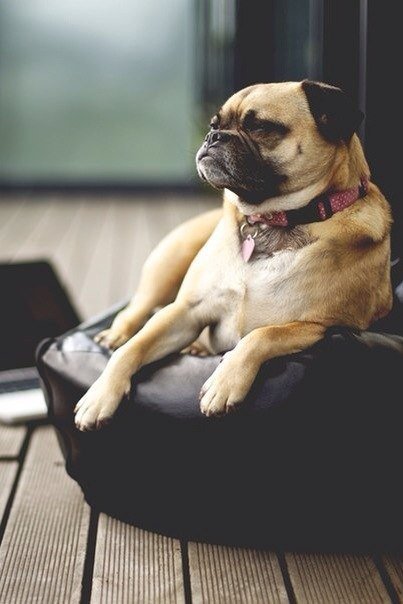 Собака - животные, собака - оригинал