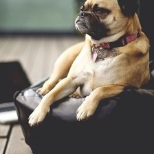 Схема вышивки «Собака»