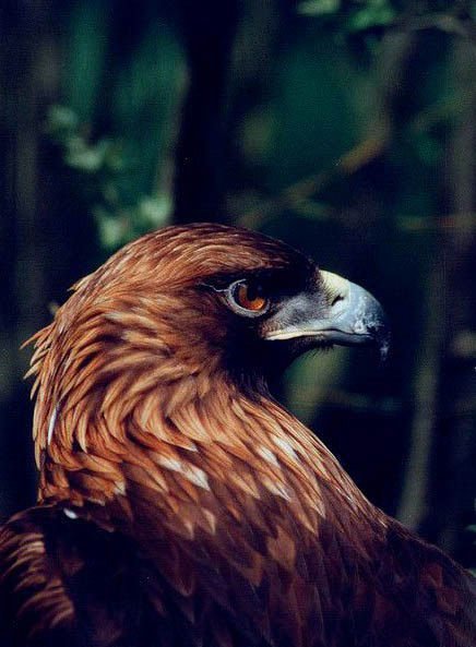 Ястреб - птицы, природа, ястреб - оригинал