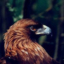 Схема вышивки «Ястреб»