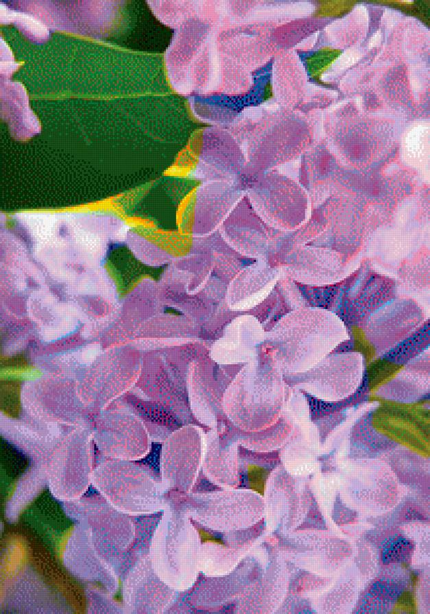 Сирень - природа, цветы, сирень - предпросмотр