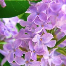 Схема вышивки «Сирень»