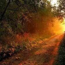 заката на лесной дороге