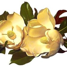 Схема вышивки «Магнолия»