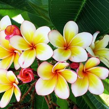 Схема вышивки «экзотические цветы»