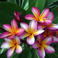 Схема вышивки «экзотические цветы»