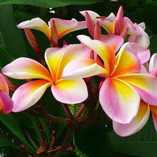 Схема вышивки «экзотические цветы»