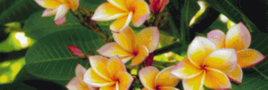 экзотические цветы - яркость, экзотика, цветы - предпросмотр