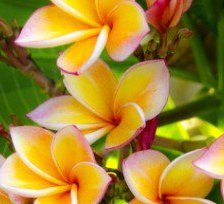 Схема вышивки «экзотические цветы»