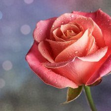 Схема вышивки «№1142789»