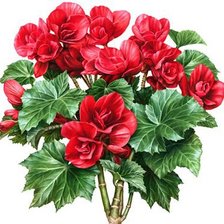 Схема вышивки «Бегония»