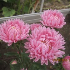 Схема вышивки «Астры»