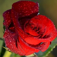 Схема вышивки «Роза»