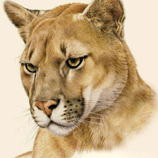 Схема вышивки «Львица»