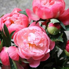 Схема вышивки «Пионы»