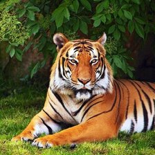 Схема вышивки «тигр»