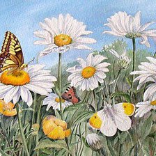 ромашковое поле