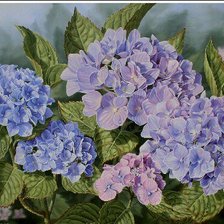 Схема вышивки «гортензия»