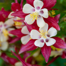 Схема вышивки «Колокольчики»