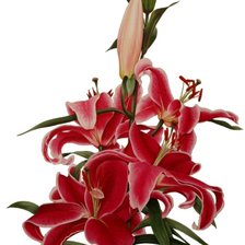 Схема вышивки «лилии»