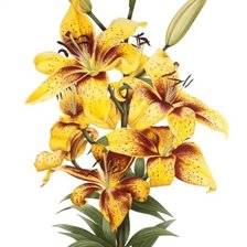 Схема вышивки «лилии»