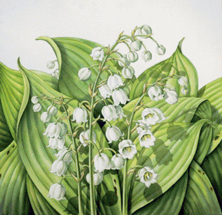 Ландыши - цветы - предпросмотр