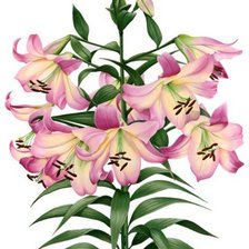 Схема вышивки «лилии»