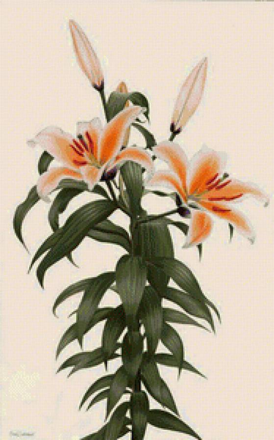 лилии - предпросмотр