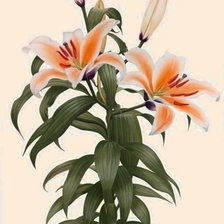 Схема вышивки «лилии»