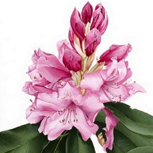 Схема вышивки «рододендрон»