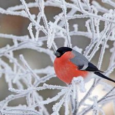 Схема вышивки «Снегири»