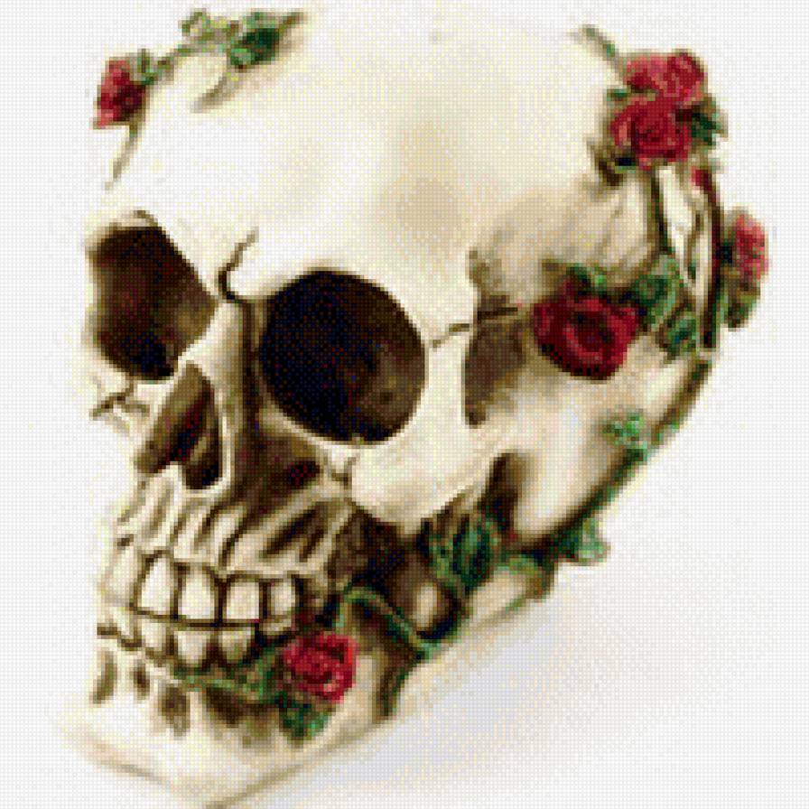 Череп - предпросмотр