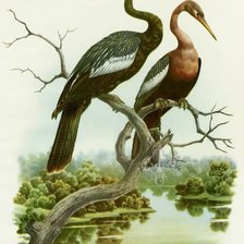 Схема вышивки «Птицы на ветке»