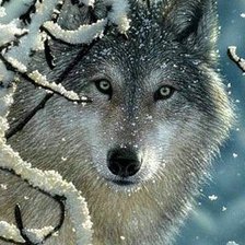 Схема вышивки «№1145937»