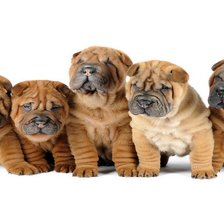 Схема вышивки «шарпейчики»