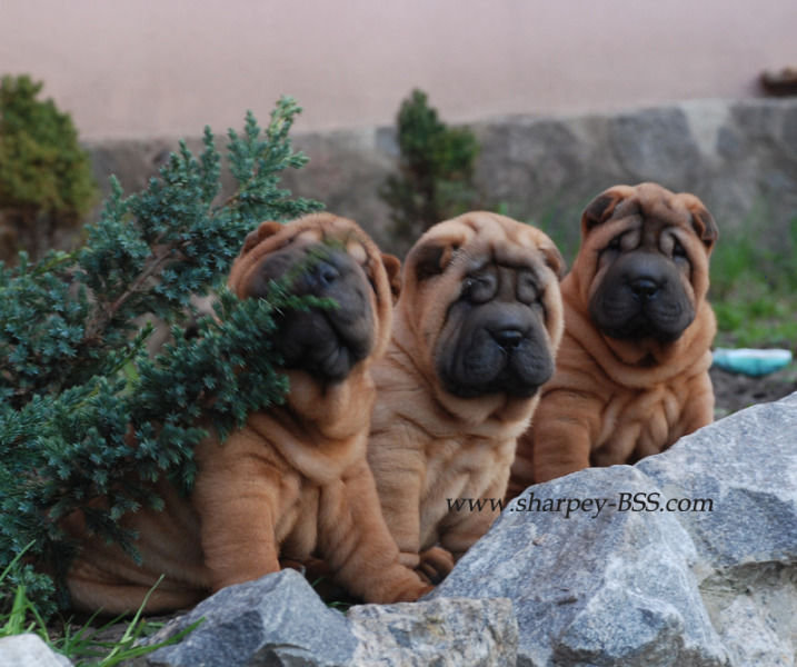 шарпеи - оригинал